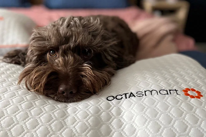 Dog laying on pillow