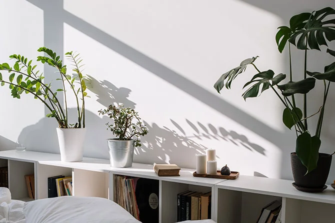 Plants in bedroom