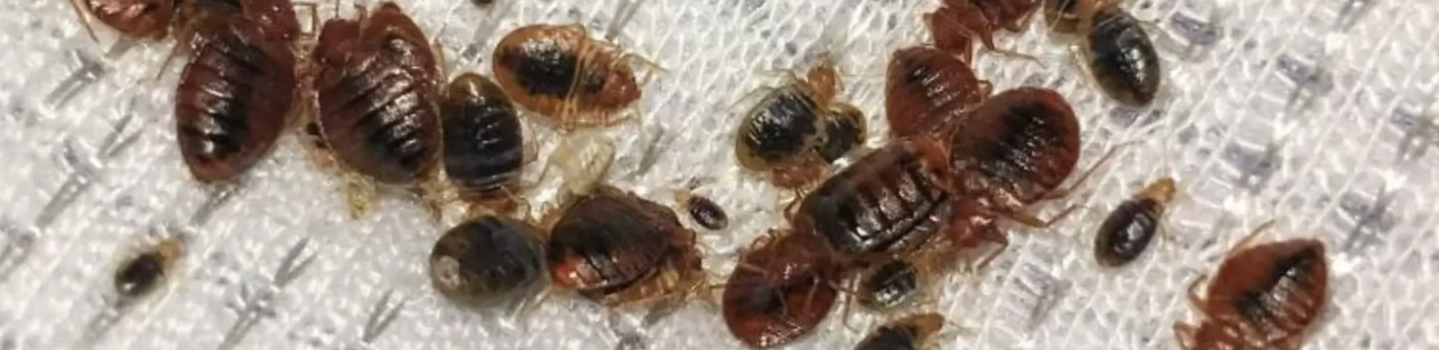 You and Your Sleep: Bed Bugs