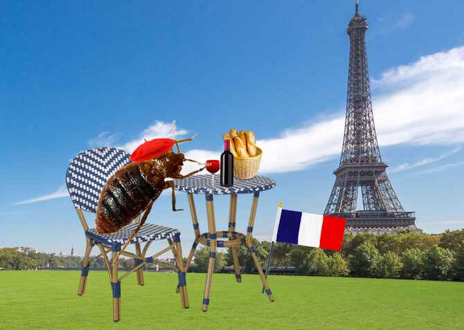 bed bug in France enjoying some wine
