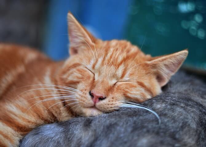 ginger cat sleeping