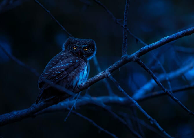 night owl in the woods