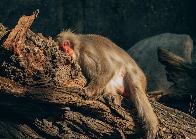 a monkey sleeping on a tree